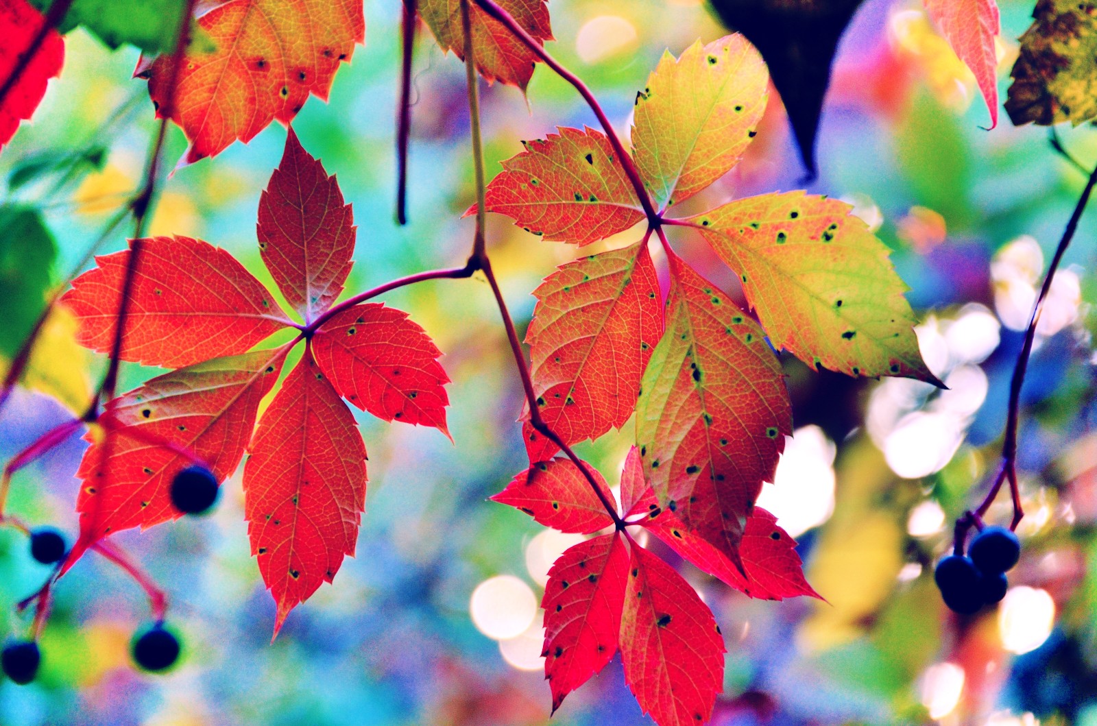 秋天的叶子多么美,像风一样,别样动人