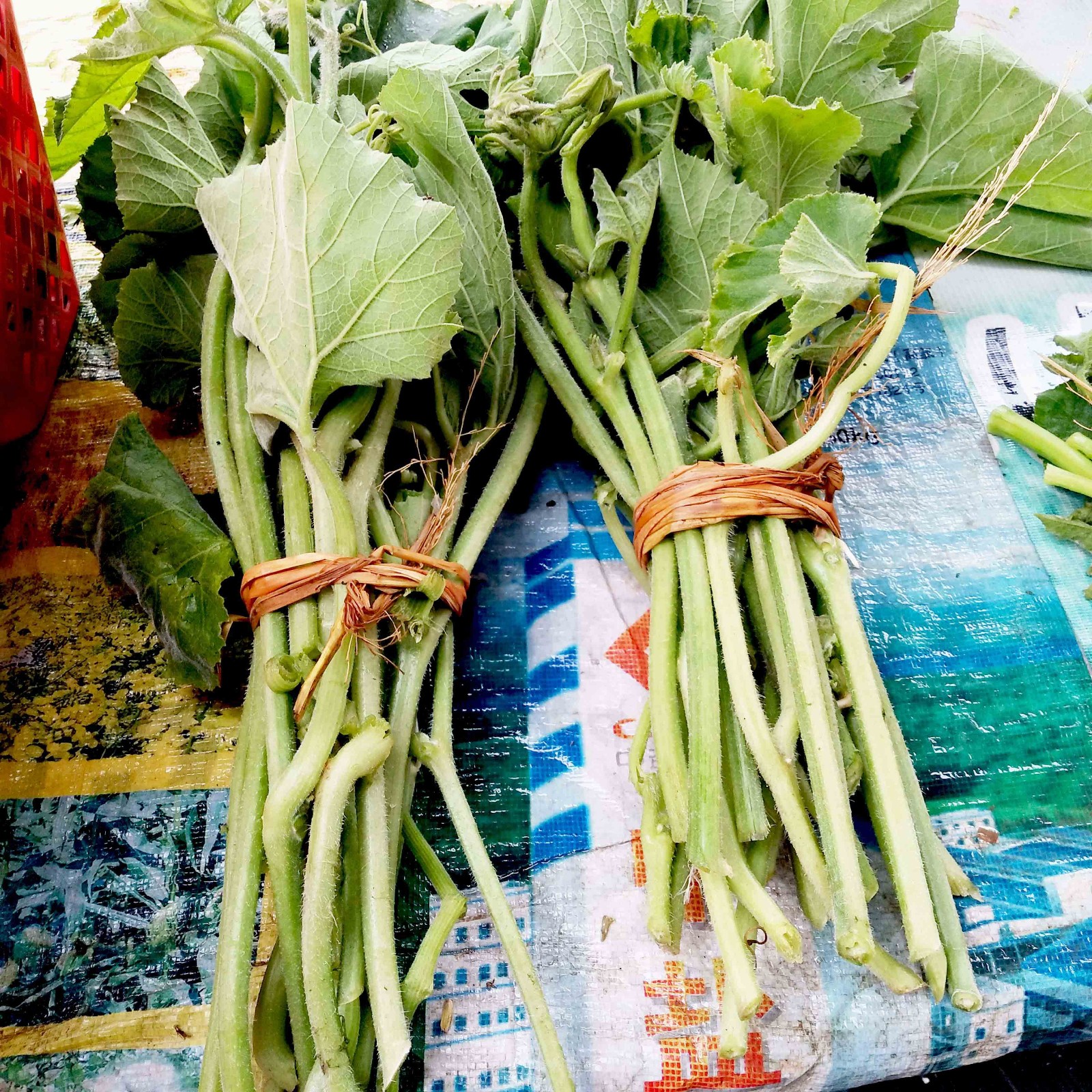这种城里人最喜欢吃的菜 农村却拿来当猪食_新浪看点