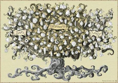 恶魔果实树,一个产恶魔果实的地方,经常被海迷误认为存在了