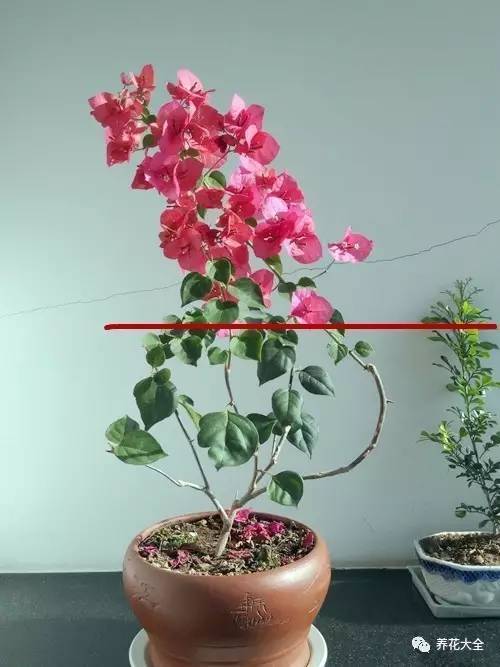 3,想开爆学会摘心当三角梅花枝长出3,4对叶子时,将最上面1对叶掐掉