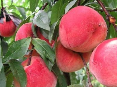 每天吃个"它",十天让你肚子的脂肪毒素排干净,变回小腰精|桃子|毒素