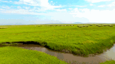 草原|锡林郭勒|保定_新浪新闻