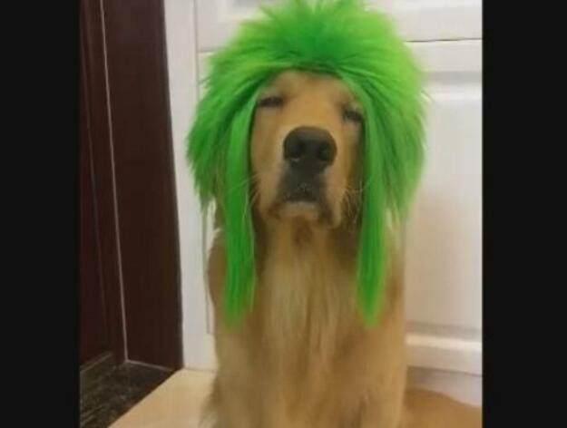 金毛只好呵呵一笑,心里却在默念mmp|绿帽子|表情|假发_新浪新闻