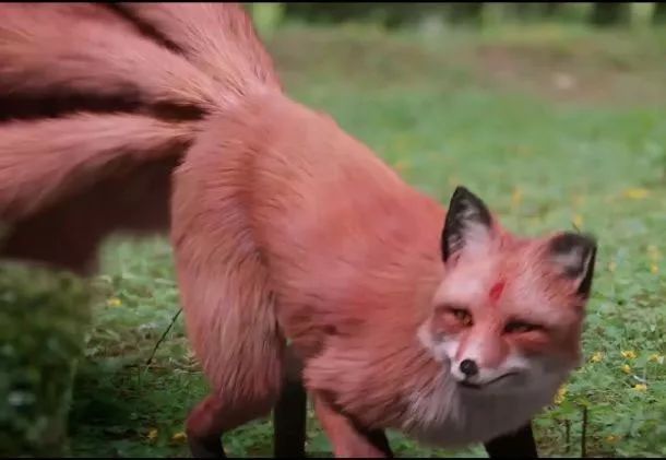 小区出现狐狸"凤九"上窜下跳逗狗耍,引来业主强势围观拍照