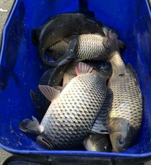 用这个方法钓鲫鱼,第一次实战,一家伙钓40斤