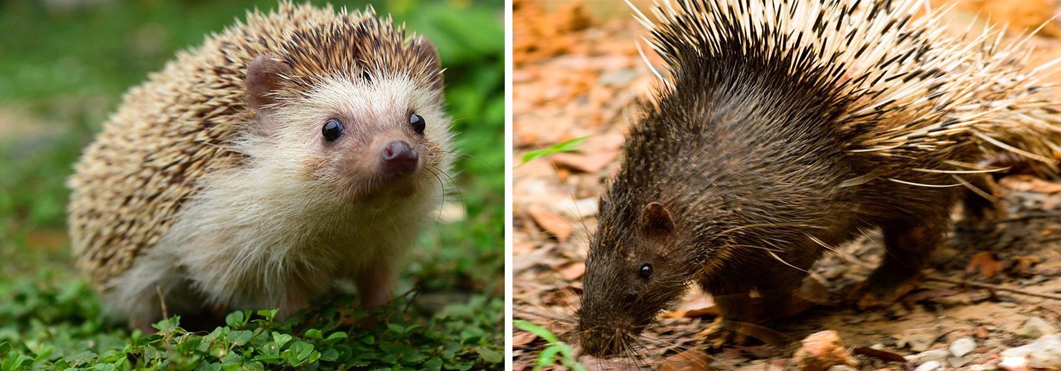 刺猬与豪猪背上都有刺,难道它们有什么不可告人的秘密吗