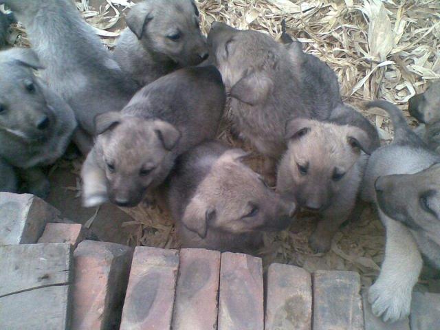 别老想着特种养殖,快来看看这几个吧!