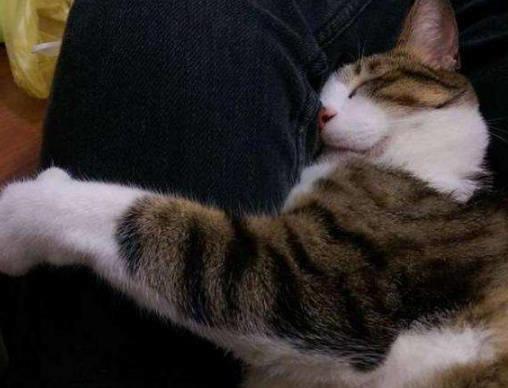 非常黏人的一只猫,主人实在没办法!上课都带着它