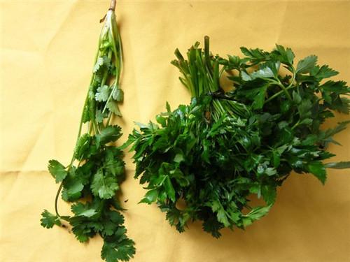 提到芹菜,我又想到川芎,这两味道很像,样子也很像(和香菜也很像),不过
