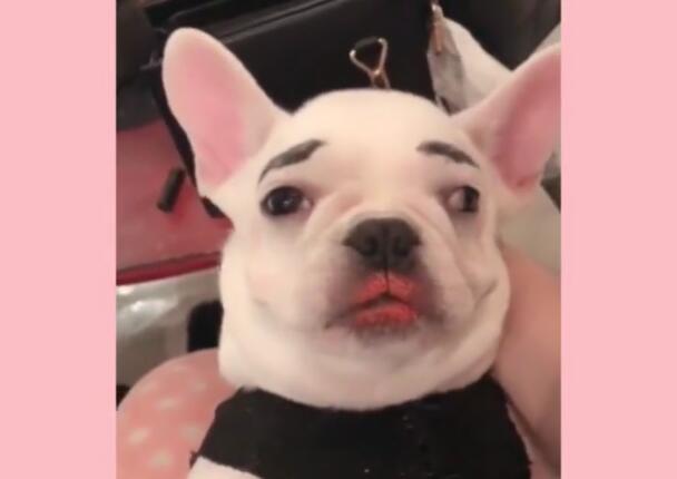 人给狗狗化妆,狗狗心里崩溃,网友:比我老婆漂亮!