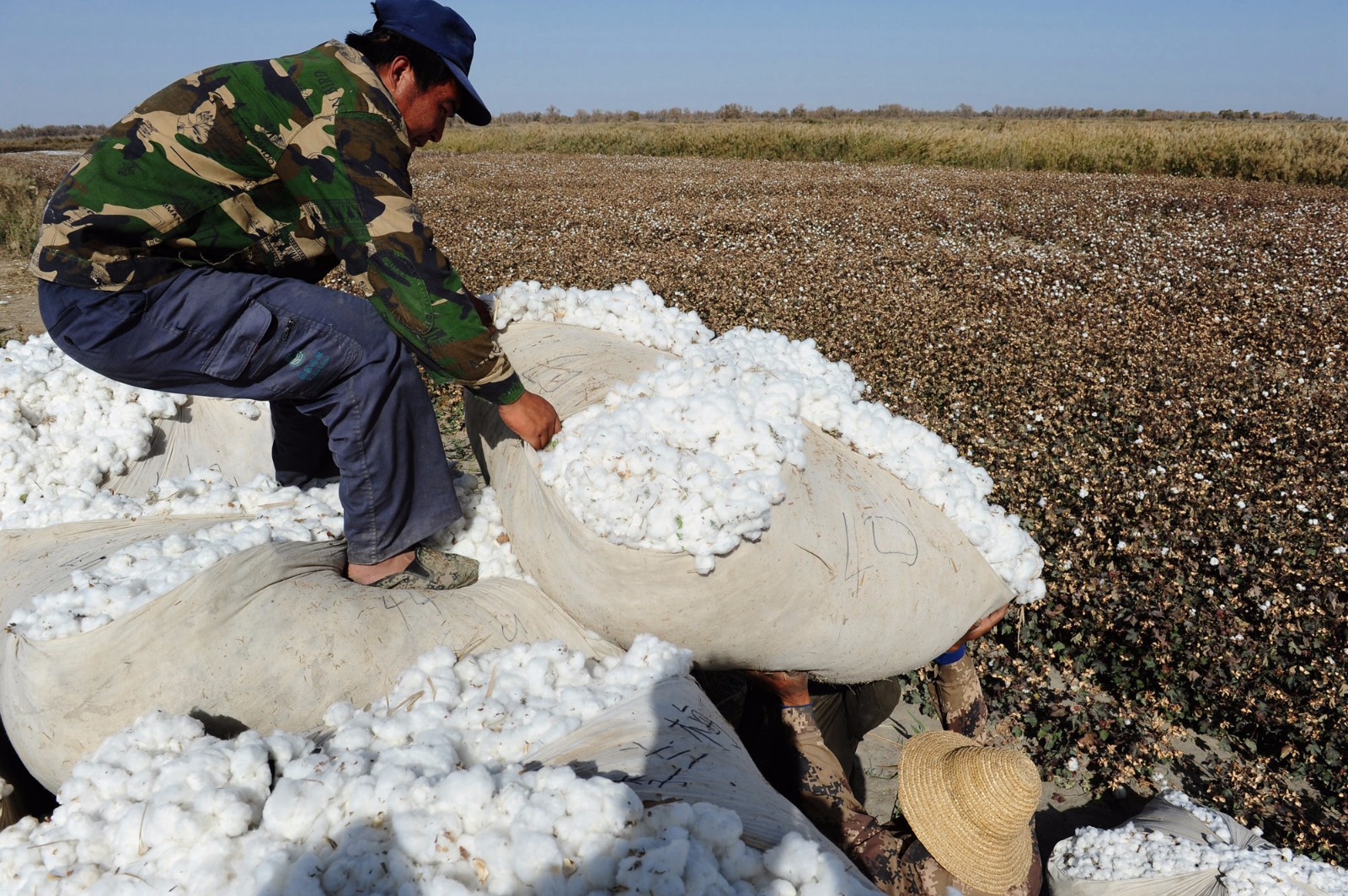 新疆拾花工早七晚十 一天12小时捡200公斤才挣400元|棉花|新疆|袁欢欢