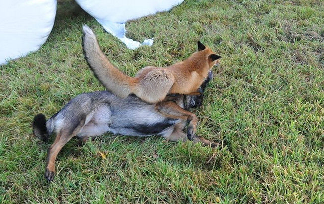 狐狸精调戏猎狗,意外被摄影师拍下这温馨的一幕!