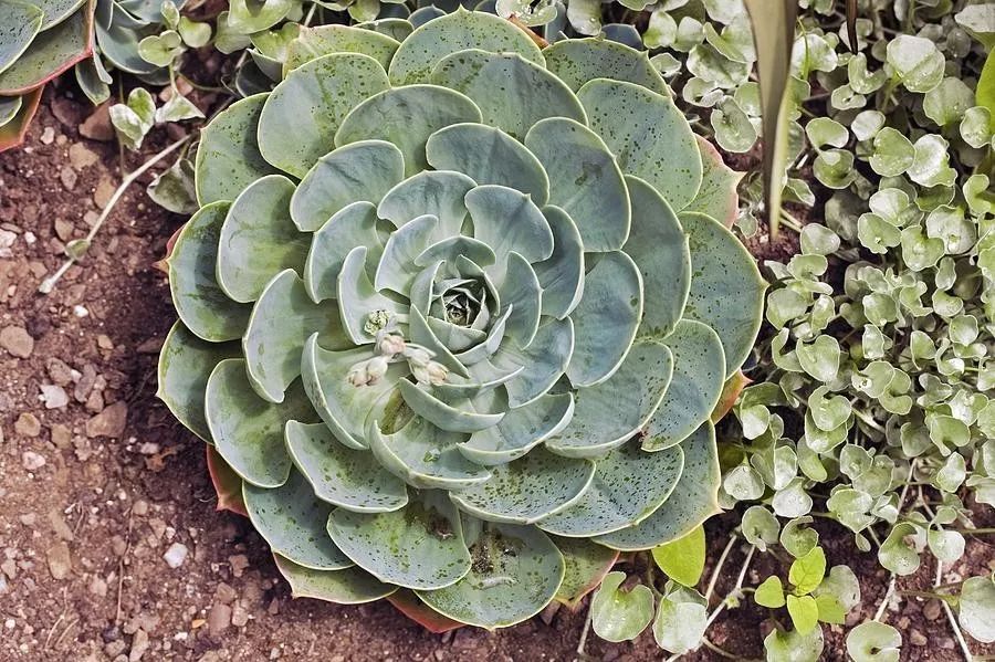 另外还要注意养护玉蝶的环境不能过于阴暗,不然植株会徒长