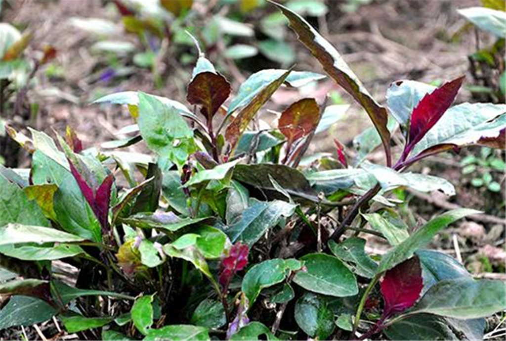 研究所的博士刘夙在13年的时候却表示,红背菜属于菊科三七草属植物