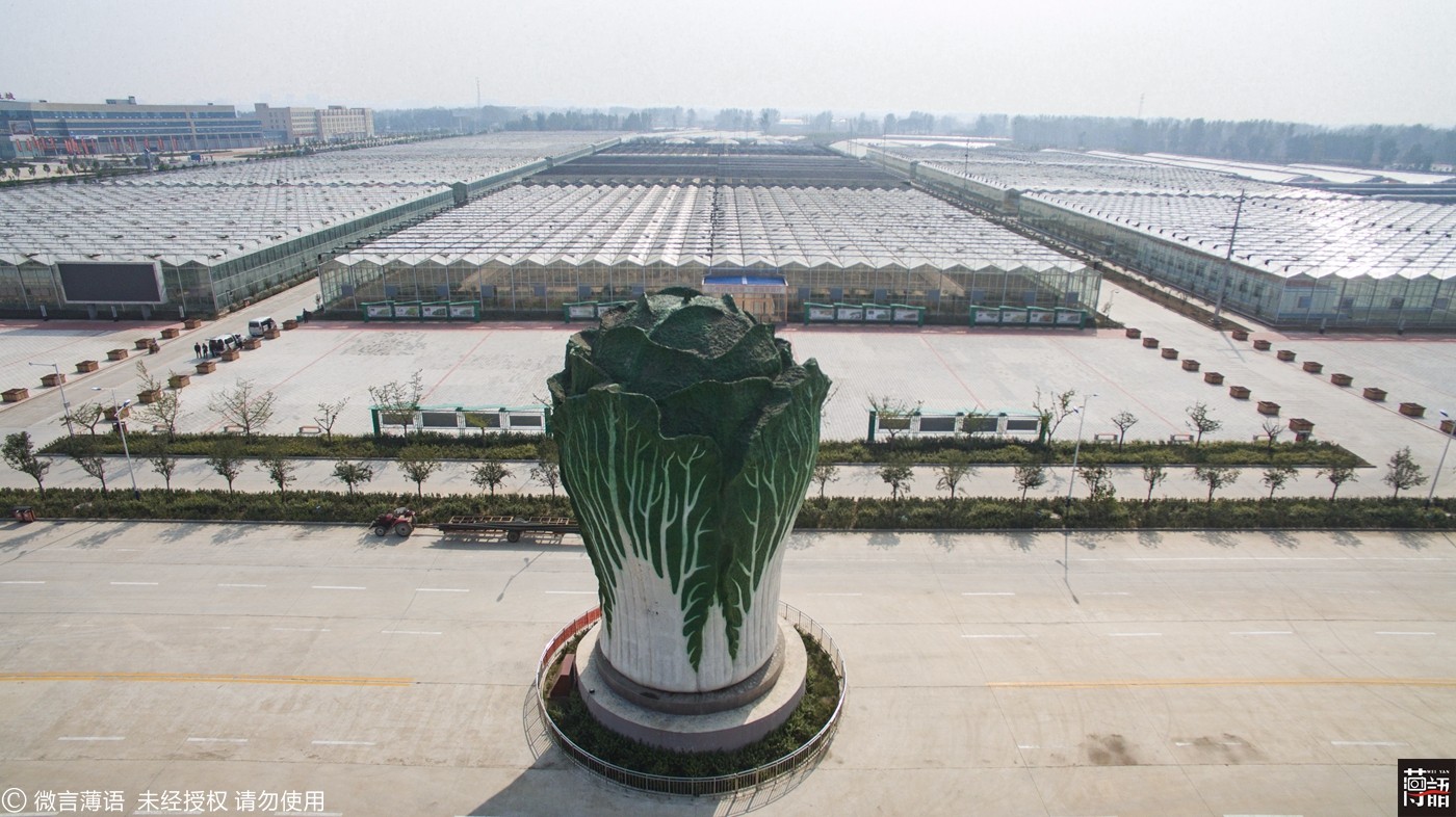 广场现巨型白菜19米高 只能看不能吃