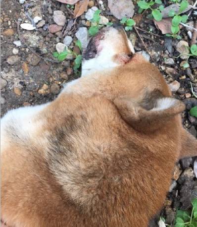 柴犬被人打死,主人想要个说法,网友却说活该!