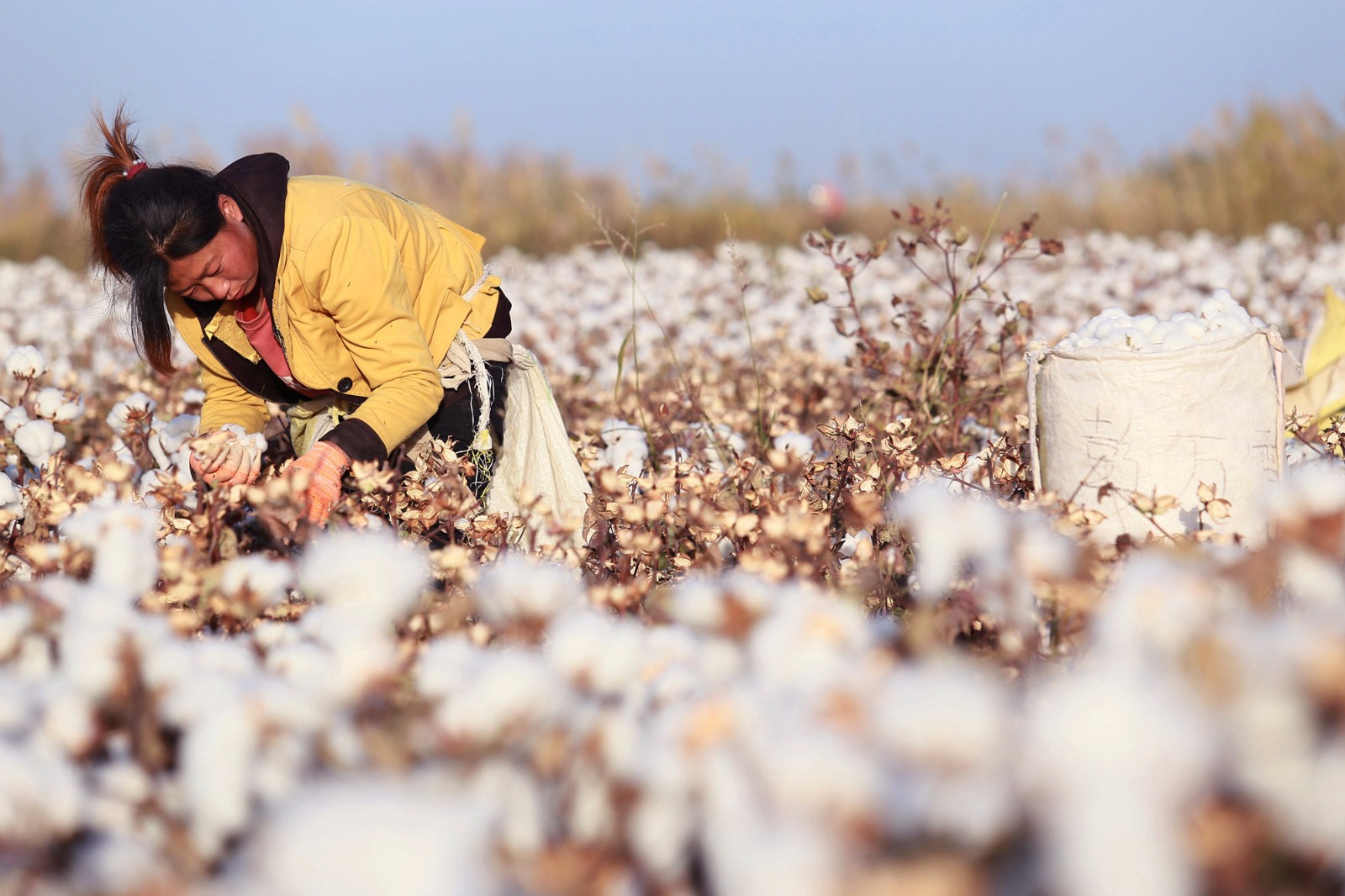 新疆拾花工早七晚十 一天12小时捡200公斤才挣400元|棉花|新疆|袁欢欢