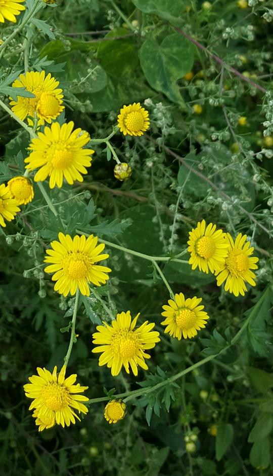 植物百科五甘菊