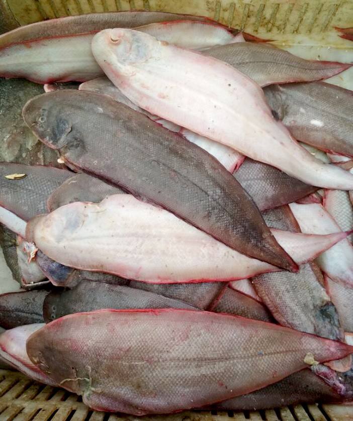 乡村集市上的海鲜品种很丰富大踏板鱼12小踏板鱼才四元一斤