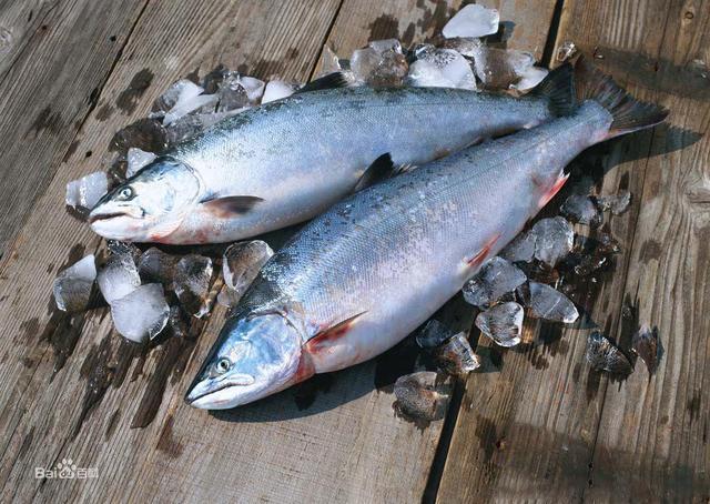 大西洋鲑鱼:鲑科-鲑属-鳟种太平洋鲑鱼,鲑科-大麻哈属-鲑种虹鳟鱼,鲑