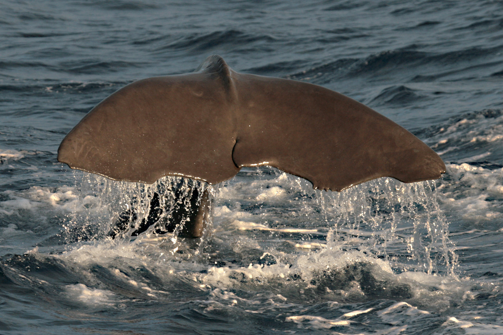 1993年,亚速尔群岛迎来了规模最盛的一次迁徙,蓝鲸,长须鲸,鳁鲸,座头