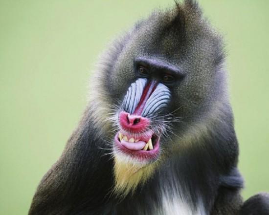 全球10中很怪异的动物,比如长的像"猫王"的鸟