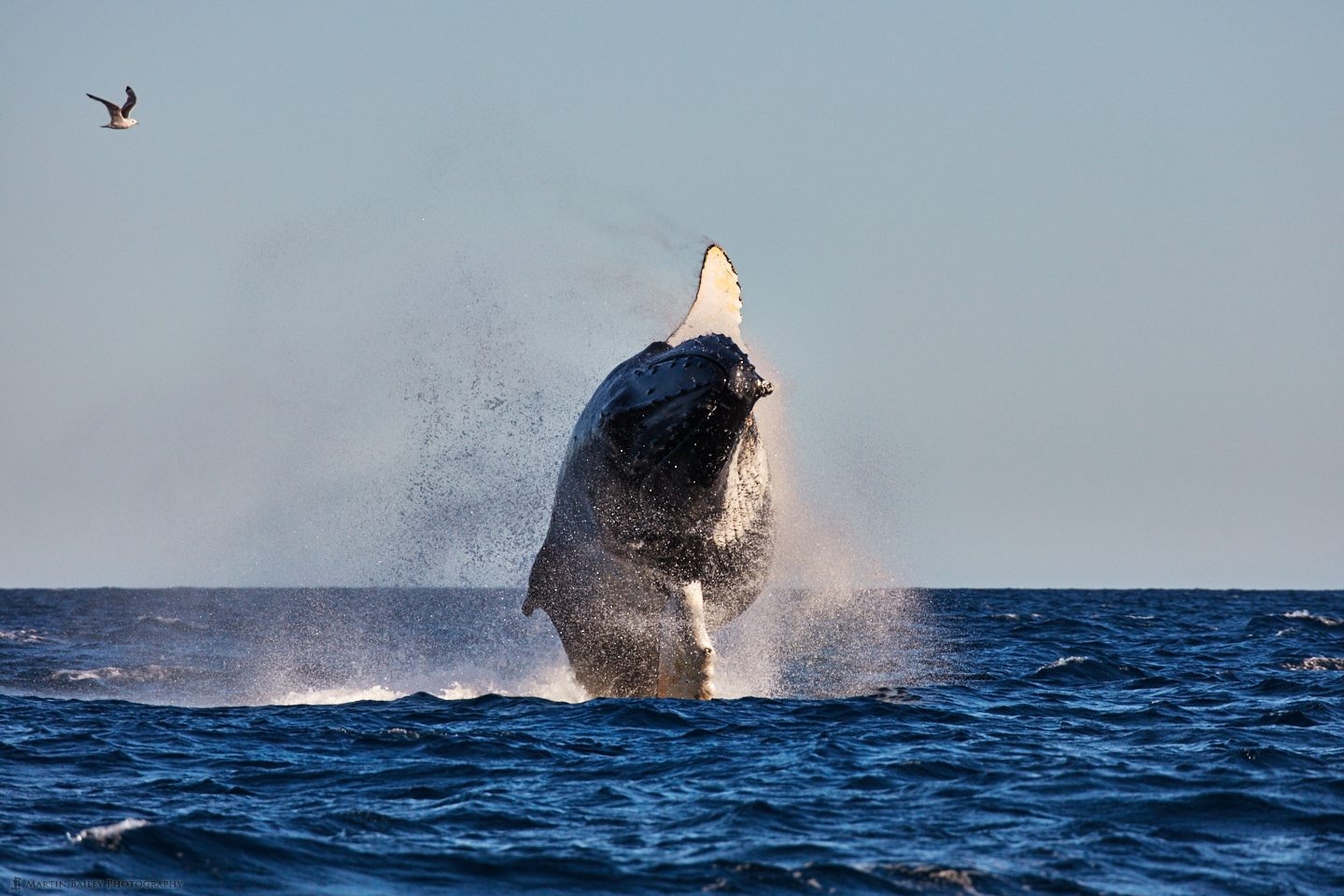 格林兰鲸鱼图片