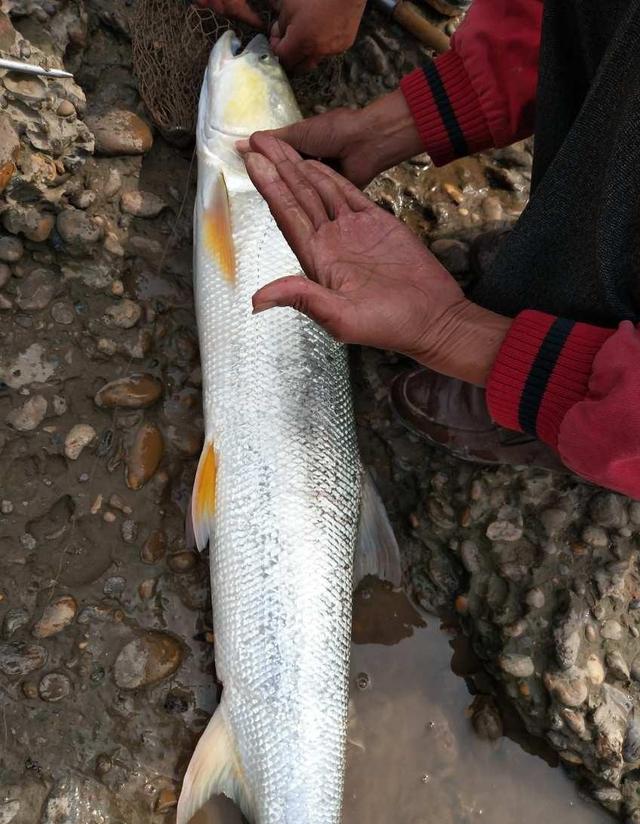 水库钓鱼,钓到一米多长黄箭鱼,水库老板归还票钱,还连连道谢
