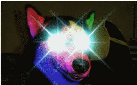 最招车主恨得五种狗，你最讨厌哪一种？