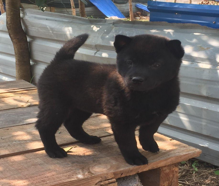 难得一见的辟邪广西纯土猎 ，中华土狗的骄傲！|中华|广西|土狗_新浪新闻