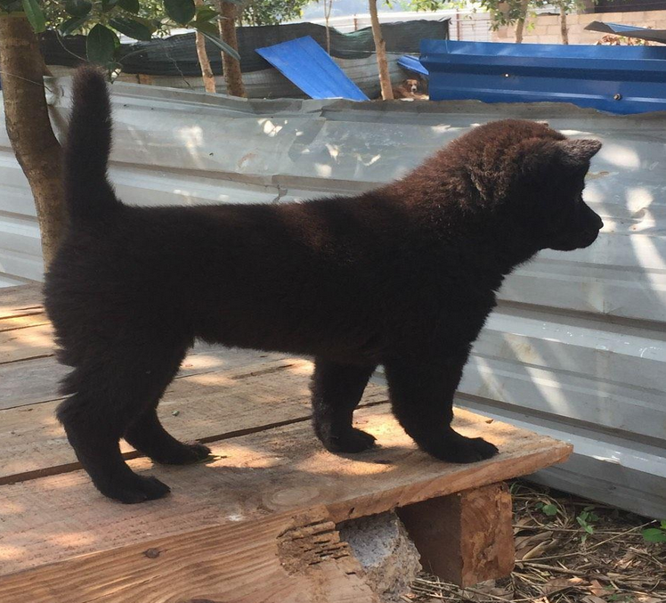 难得一见的辟邪广西纯土猎 ，中华土狗的骄傲！|中华|广西|土狗_新浪新闻