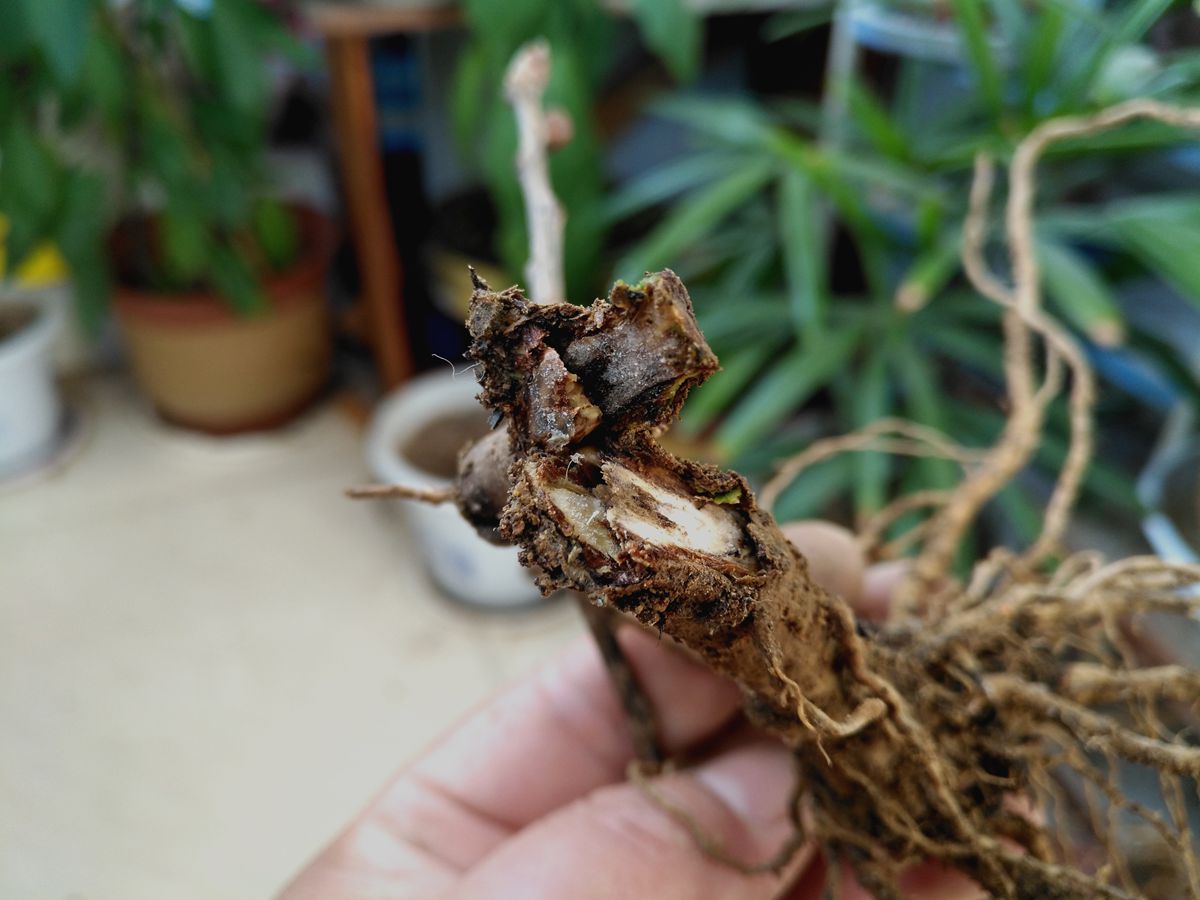 这是花苗的根部,木质仍是白色的,看来早已经死掉了.