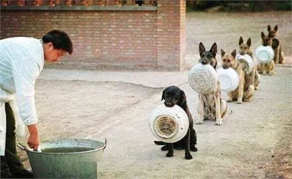 最招车主恨得五种狗，你最讨厌哪一种？