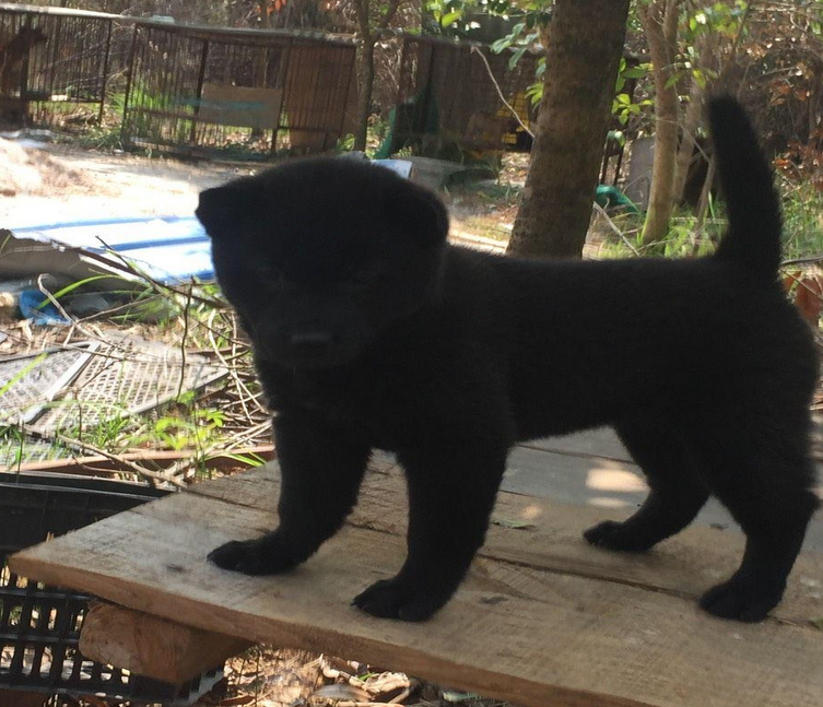 难得一见的辟邪广西纯土猎 ，中华土狗的骄傲！|中华|广西|土狗_新浪新闻