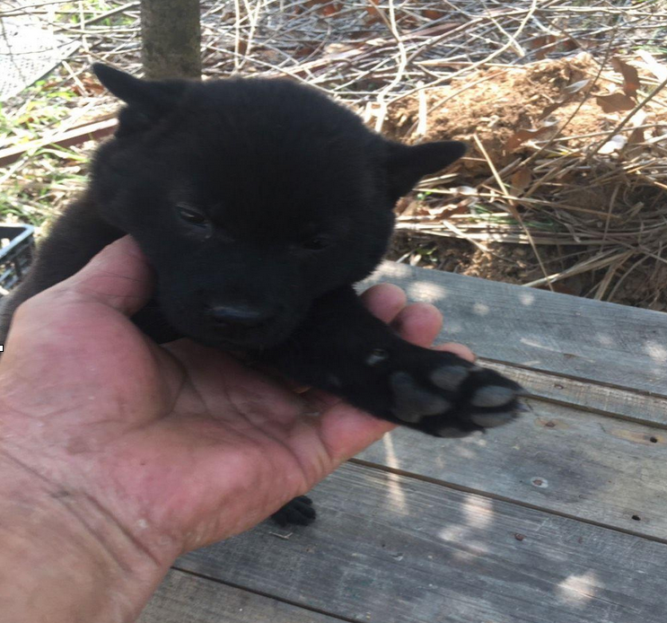 难得一见的辟邪广西纯土猎 ，中华土狗的骄傲！|中华|广西|土狗_新浪新闻