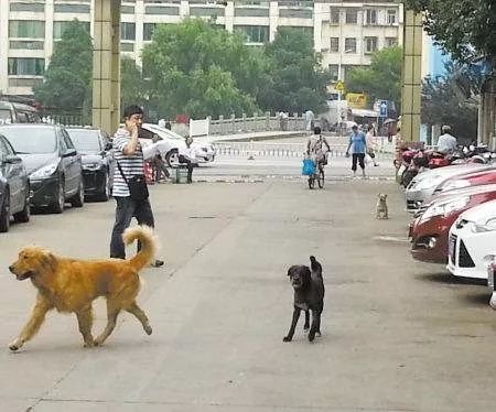 最招车主恨得五种狗，你最讨厌哪一种？