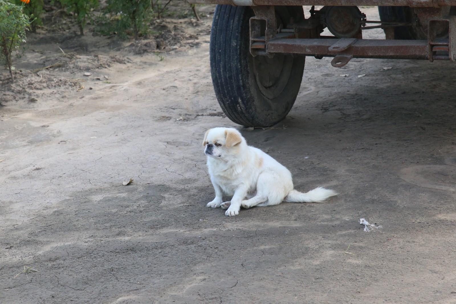 农村的狗各种姿态