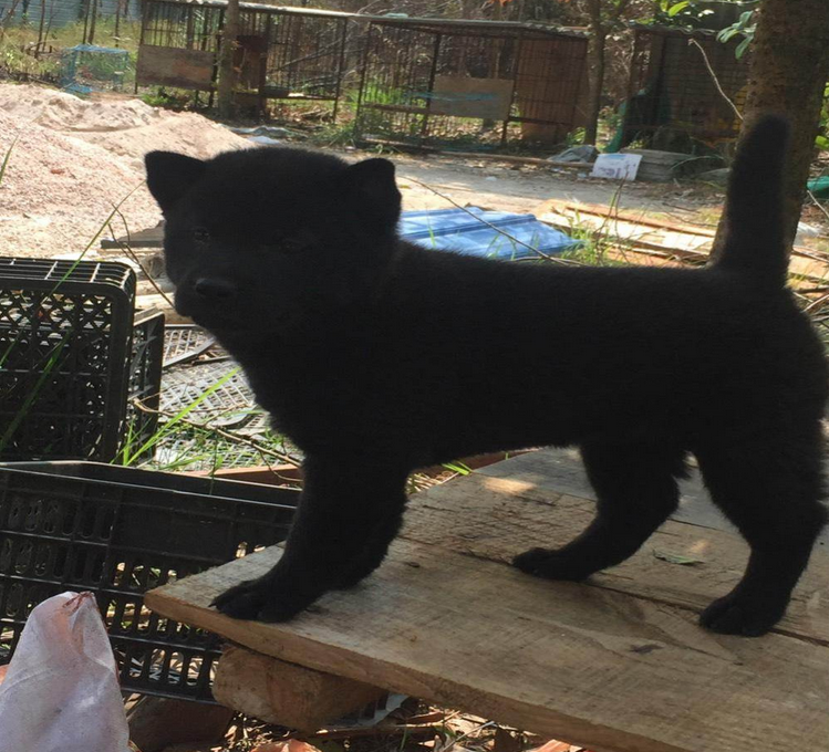 难得一见的辟邪广西纯土猎 ，中华土狗的骄傲！|中华|广西|土狗_新浪新闻