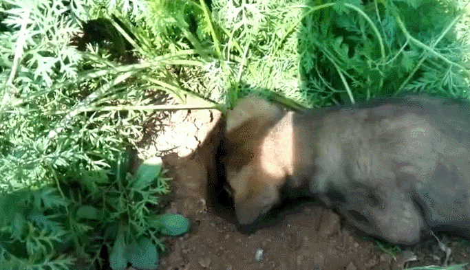 683_393gif 动态图 动图