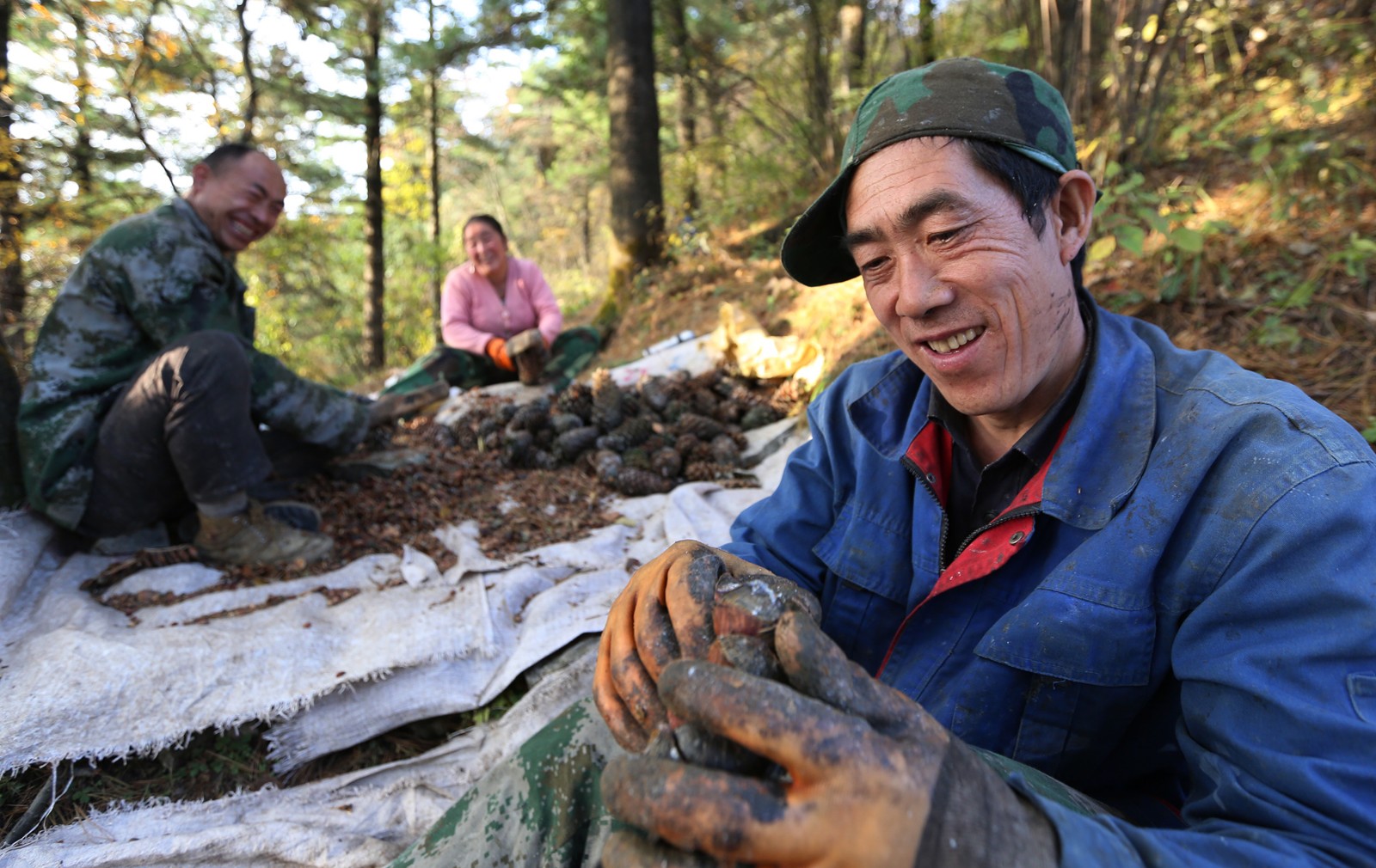 好吃且营养价值也比较高,而我们所吃的每一颗松子采摘起来都很辛苦