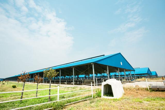 华山观光牧场, 奶牛生活的天堂, 用鲜活重新定义好牛奶