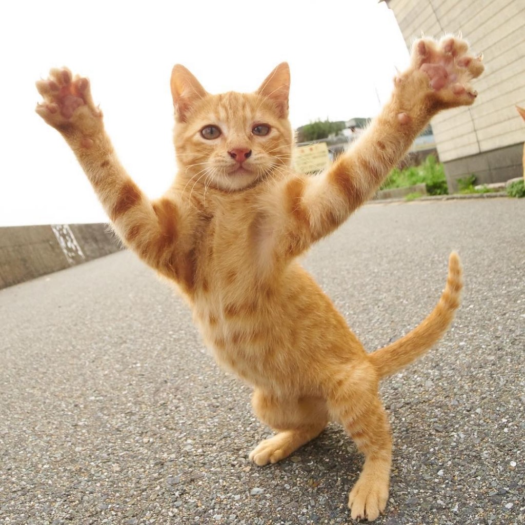 功夫猫!猫星人打拳