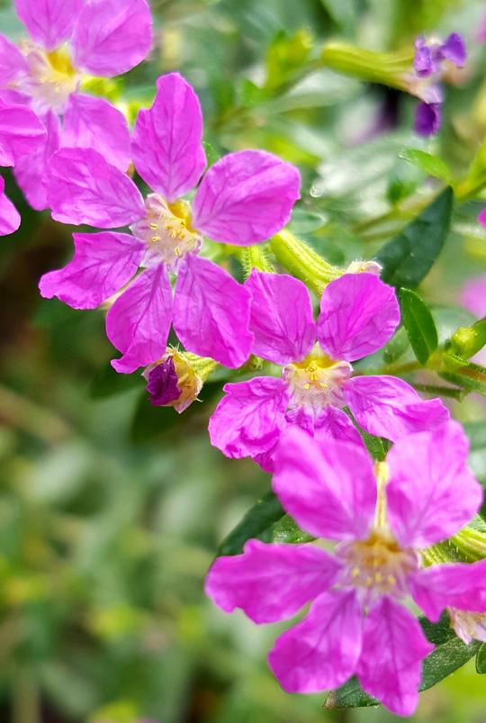 植物百科(六)萼距花