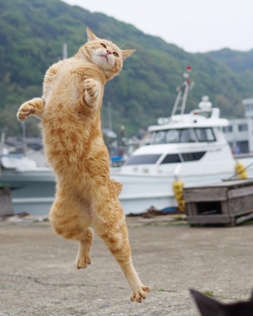 功夫猫!猫星人打拳