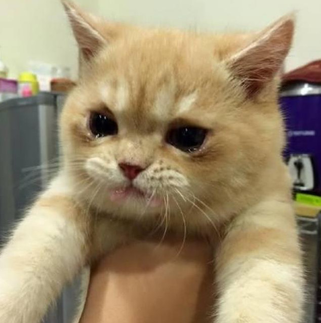 喂橘猫吃药,小家伙哭得稀里哗啦,这小表情人见人怜!