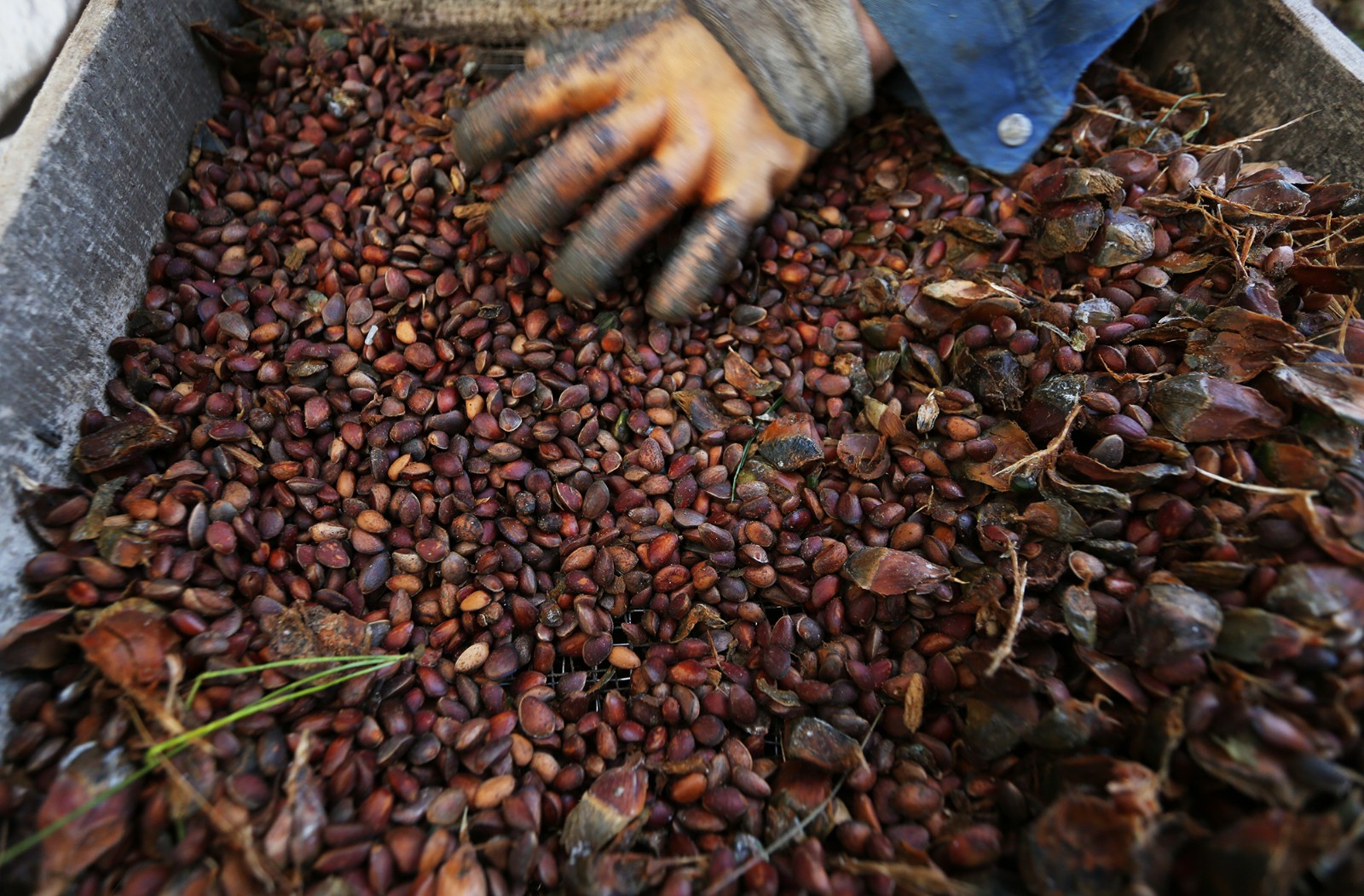 俩兄弟带媳妇深山采松子 徒手爬树堪比猴子
