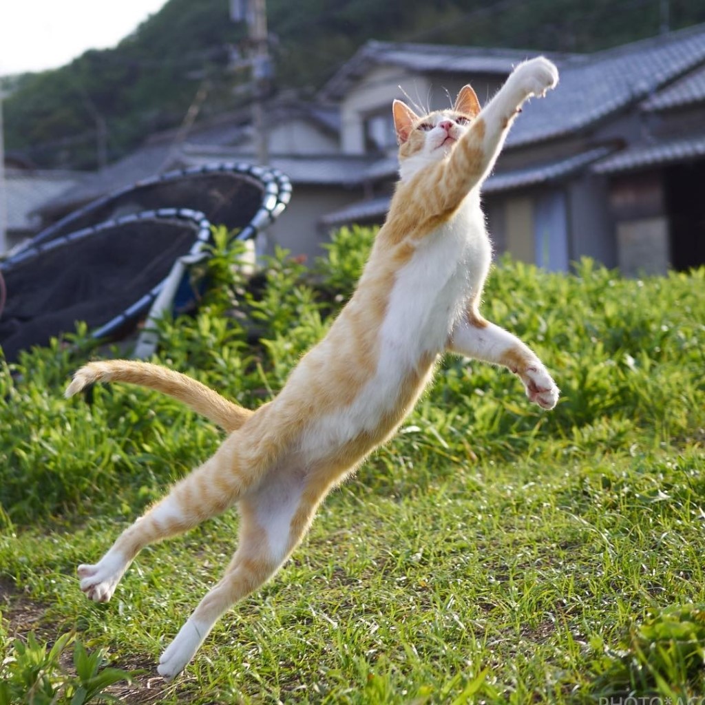 功夫猫!猫星人打拳