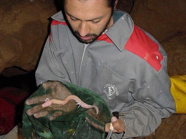 世界上最像龙的生物, 人鱼洞螈, 10年吃一次东西可活100年