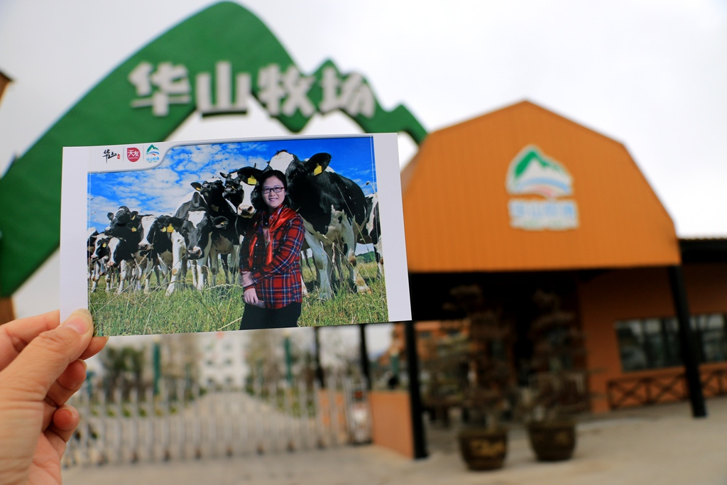 华山观光牧场 奶牛生活的天堂 用鲜活重新定义好牛奶