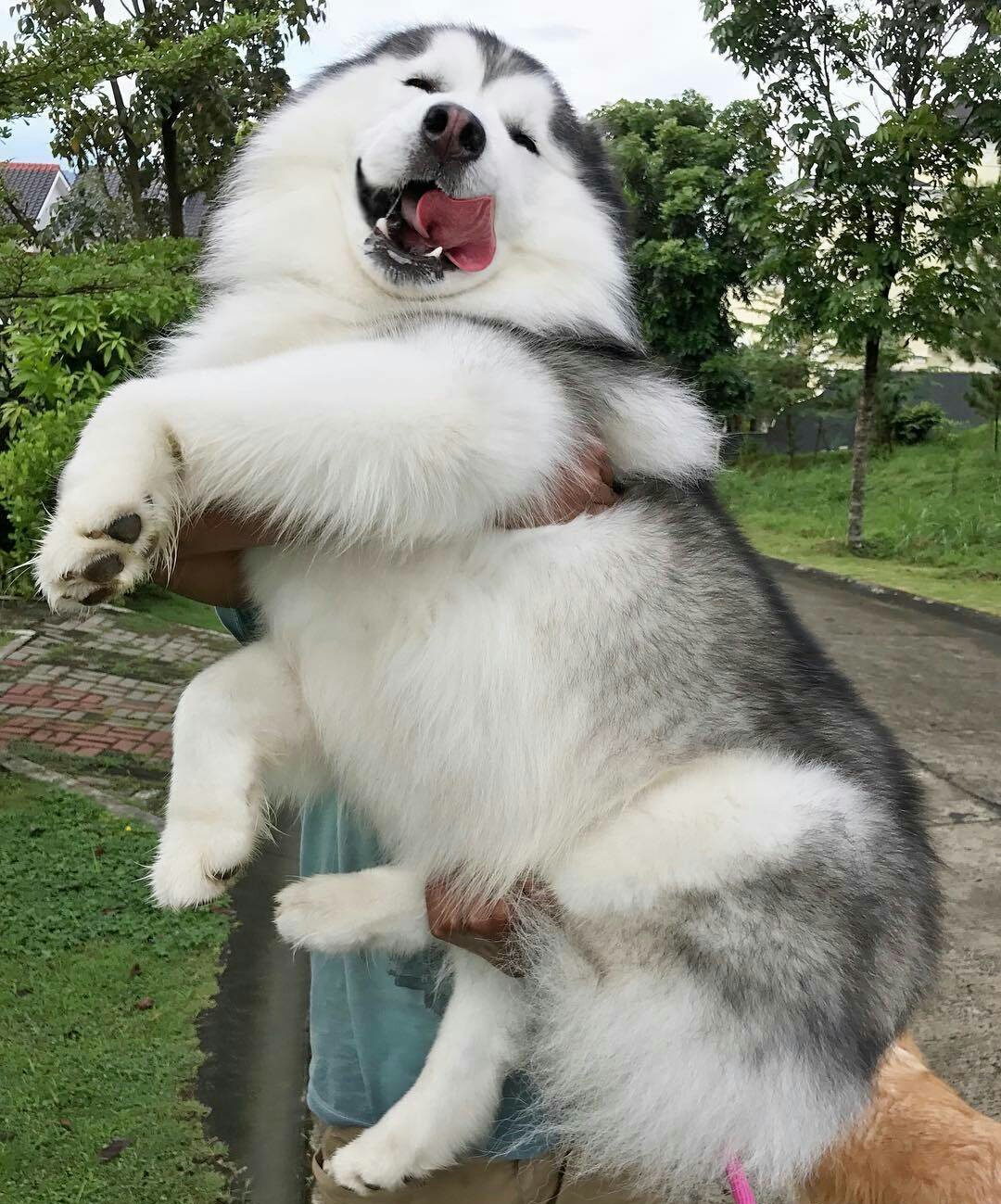 这只哈士奇被主人喂的胖胖哒,笑的贼好看,喜感十足